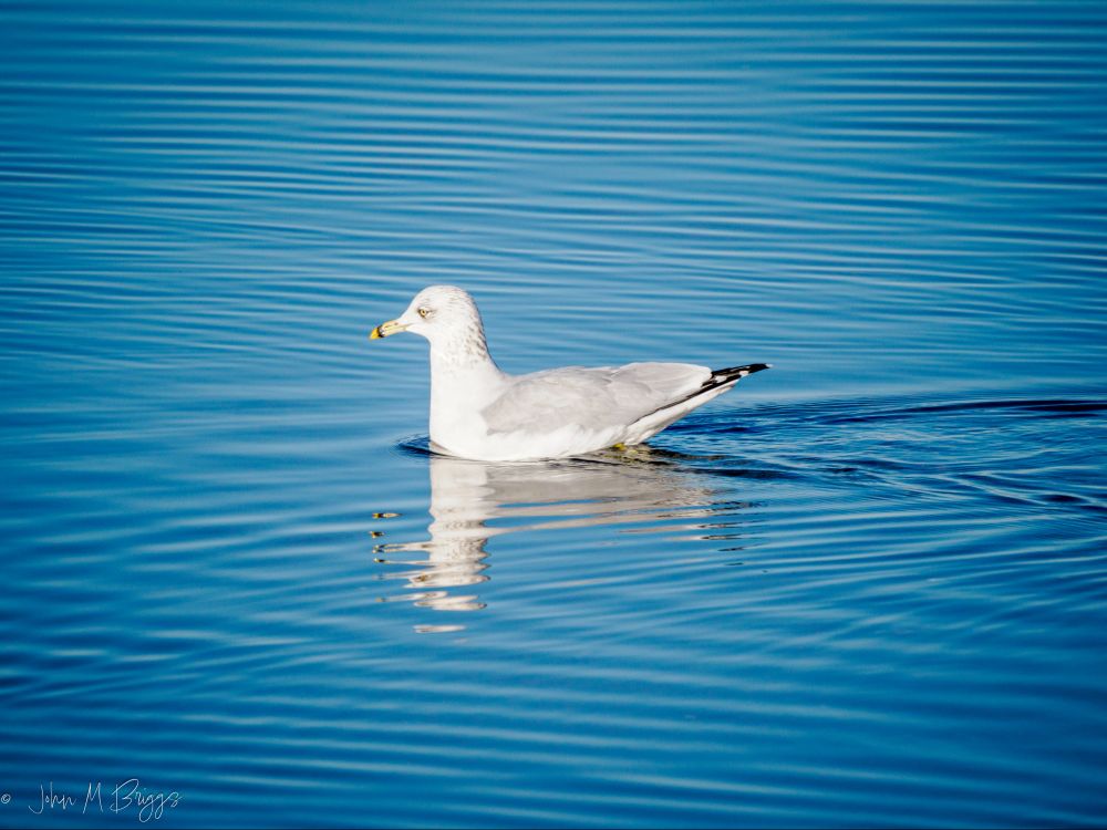 Ring-billed Gull