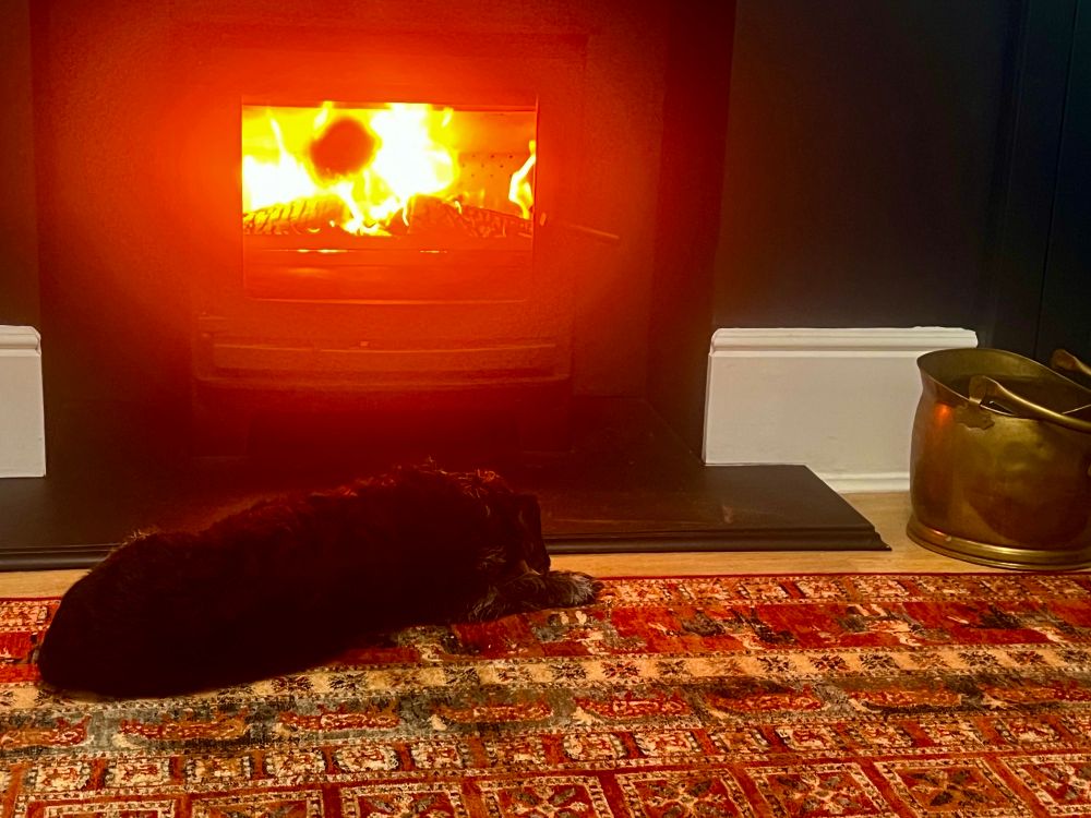 Small black dog on Persian rug in front of log burning stove  