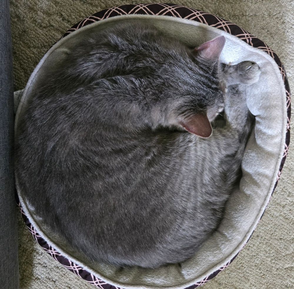 Adult cat curled up and napping in his original kitten bed.