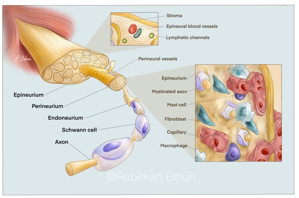 Diagram of peripheral nerve anatomy, with insets showing the structure and contents of the epineurium and perineurium. 