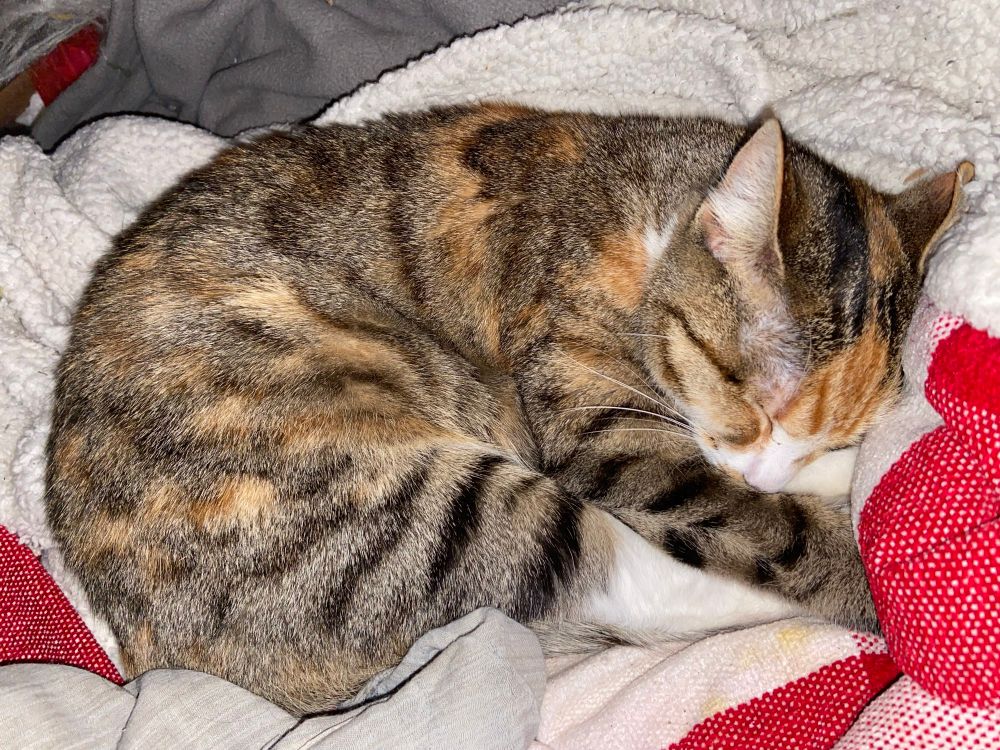 A tabby calico kitten, approximately nine months old, on a fleece blanket 