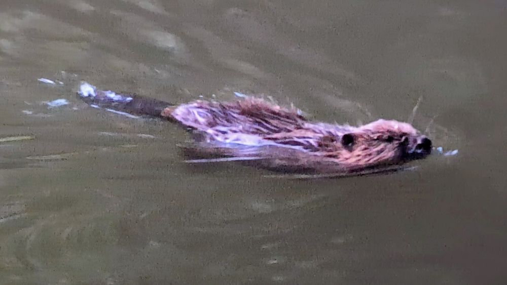 Rippling water of a dark river though with a beautiful shining, wet, straggly beaver kit paddling away with its tail and paws submerged. It's head, nose and midriff brushing the surface.