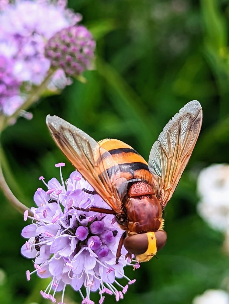 The UK's largest hover fly and hornet mimic Volucella Zonaria on stunning purple scabious flower. The flower is like a beautiful bubble with projecting anthers all around. Purple is like the colour of a good dream and the smell of lilacs. The fly is huge with big round eyes and wings longer than it's body and dangerous looking black stripes on a very bright yellow body. Yellow is like a warm sun. Black is like an absence of all senses.