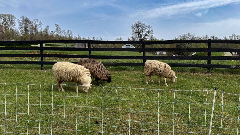 Three adult sheep grazing in a small pasture