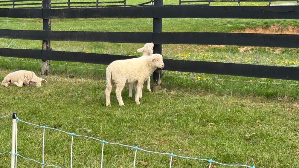 Three young sheep 