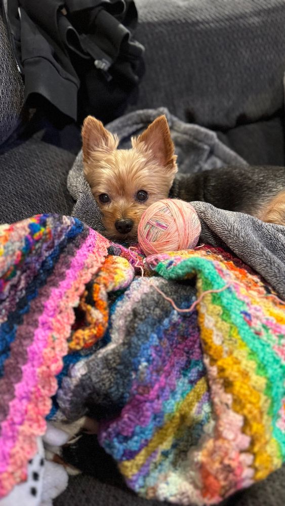 Yorkie laying on a multicolored scrappy crochet blanket in progress