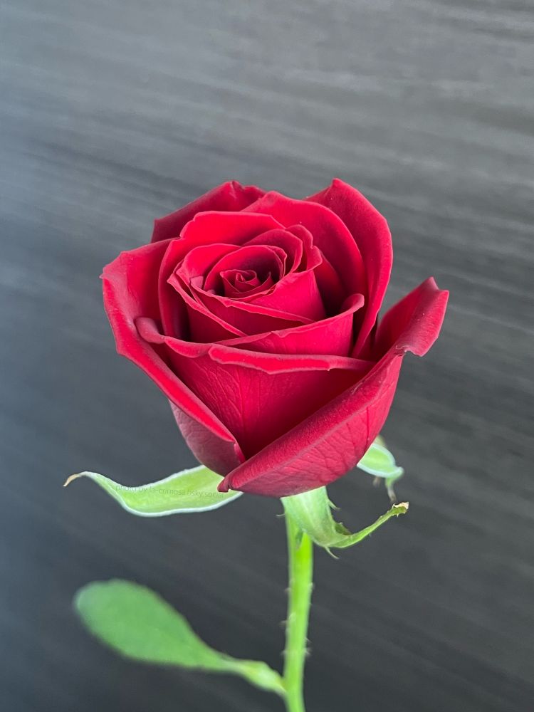 一輪の真紅の薔薇の写真。