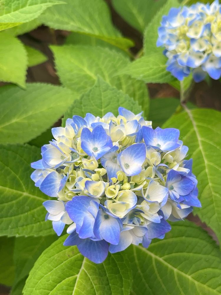 小ぶりの紫陽花の花の写真。青々とした葉の中にころんと小さな紫陽花の花が写っている。
外側がわずかに紫がかった青色で中心部は白っぽいクリーム色の花が咲いている。