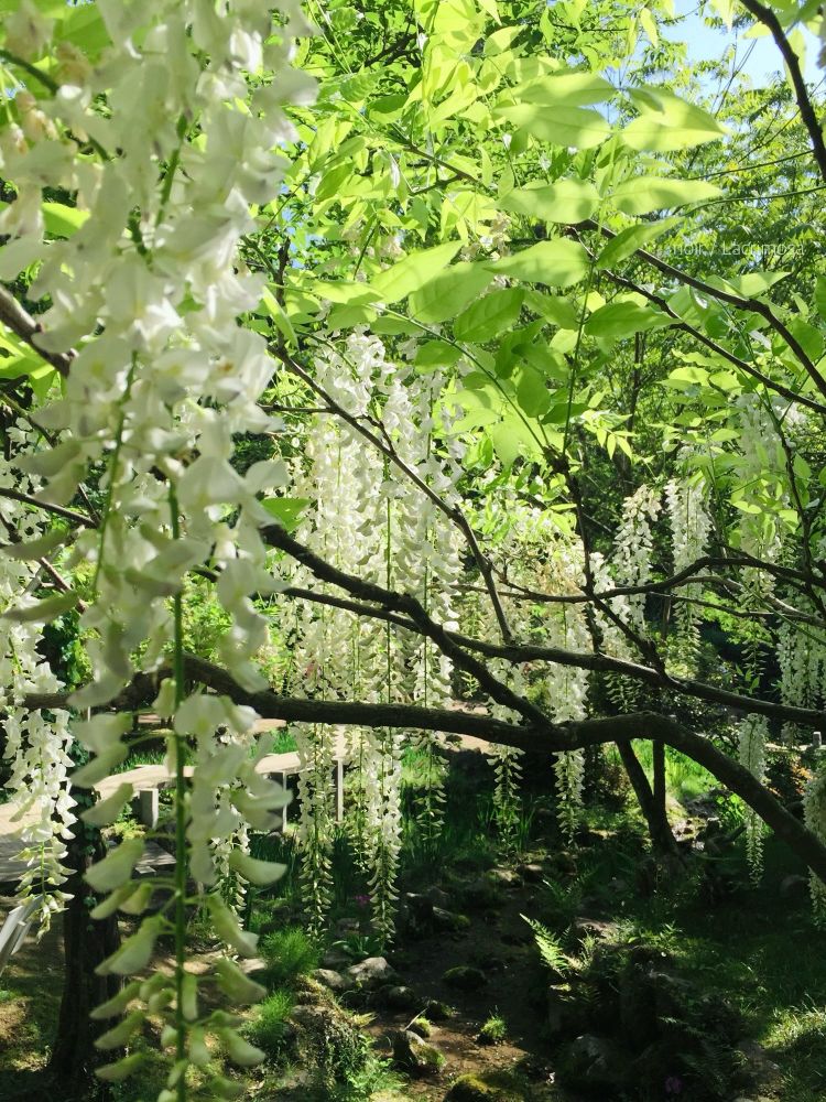 Photo of white wisteria flowers at Manyou Botanical Garden, Nara.
奈良の萬葉植物園の白い藤の花の写真。