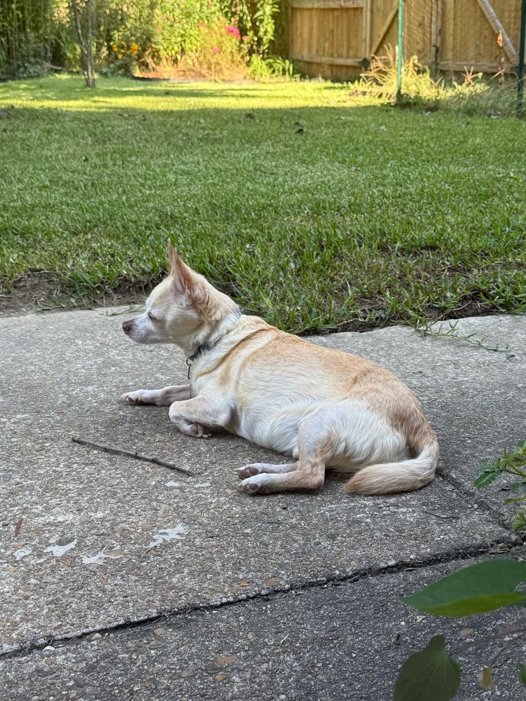 Hamlet, with stick 