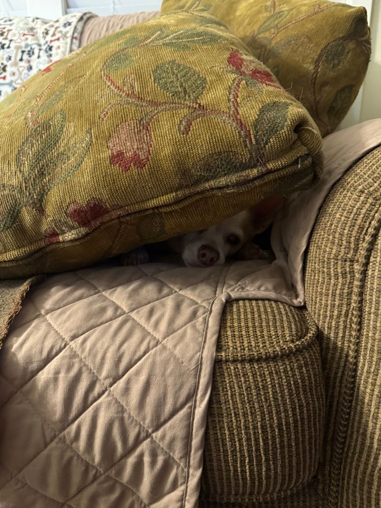 Spot the dog 