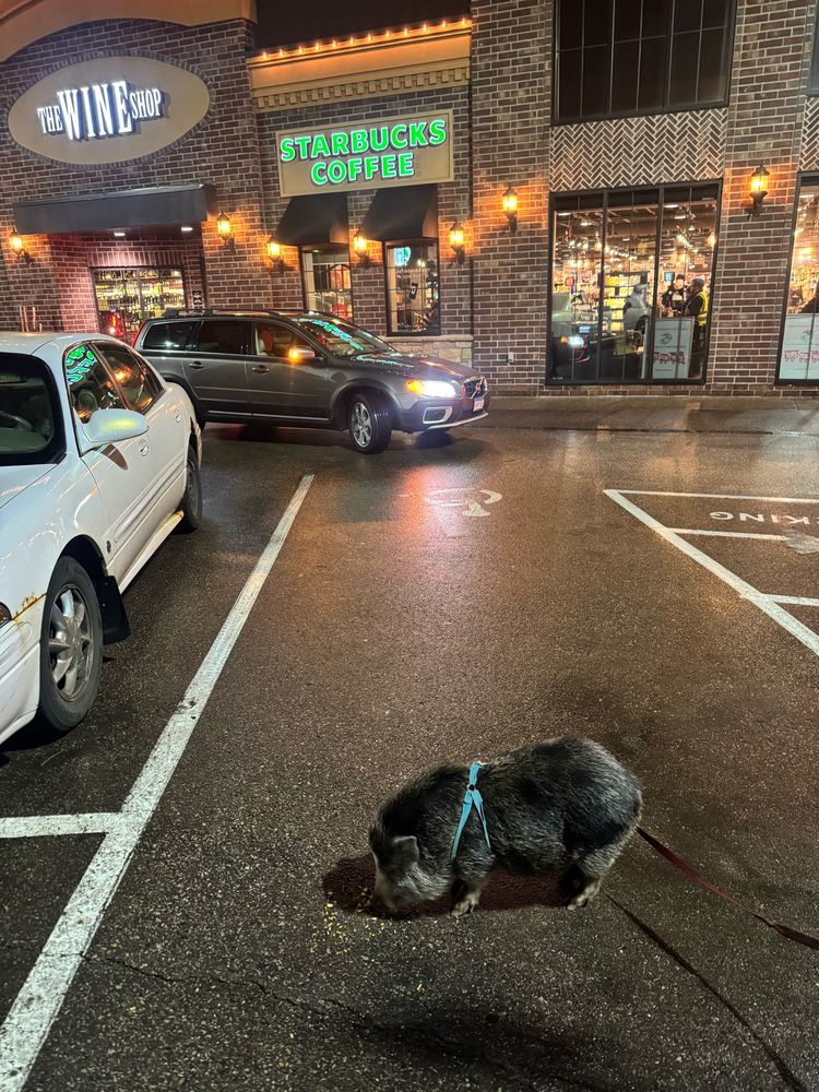 An image of a gray pig with a blue leash tied to a post in a disability parking spot. The pig appears to be eating something on the ground. 