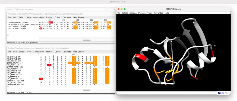 Linked DNA and protein views in Jalview for a TCoffee alignment of ferrodoxin sequences. FER1_ARATH (Uniprot ID: O04090) from the alignment is visualised using Chimera.