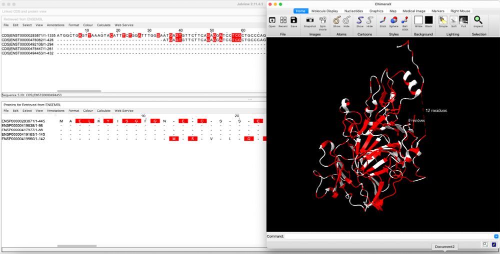 Jalview CDS-protein split-screen view showing gene and protein products for homogentisate 1,2 dixoygenase (ENSEMBL ID: ENSG00000113924) in 2D and 3D with VCF variants highlighted in red.  