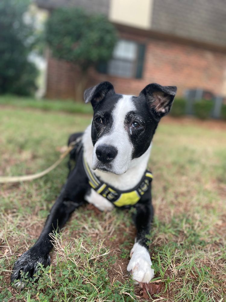 A ohoto of a black and white dog laying on grass, looking at the camera