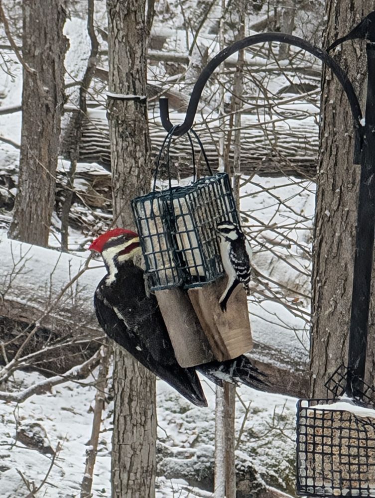 A Pileated Woodpecker (left) and a much smaller Downy Woodpecker on suet feeders