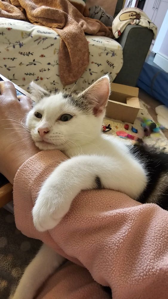Kitten hugging person's arm