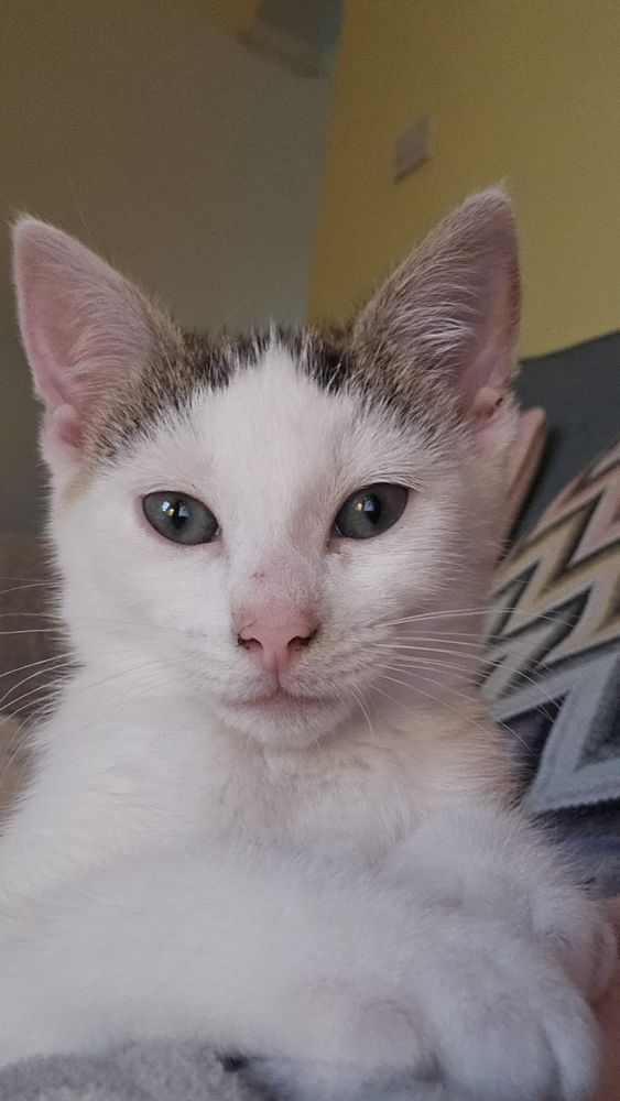White kitten with brown marking on head. 
