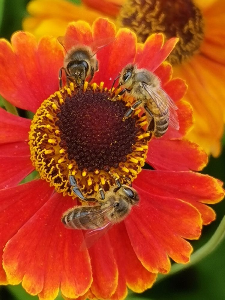 Three bees on a blood orange flower 