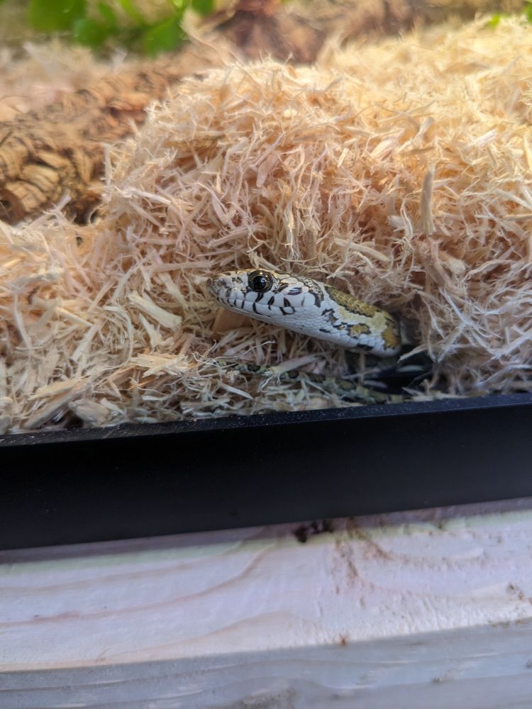 One last picture of the same snake, peering out from a tunnel she's dug in her aspen substrate. She looks very proud of herself!