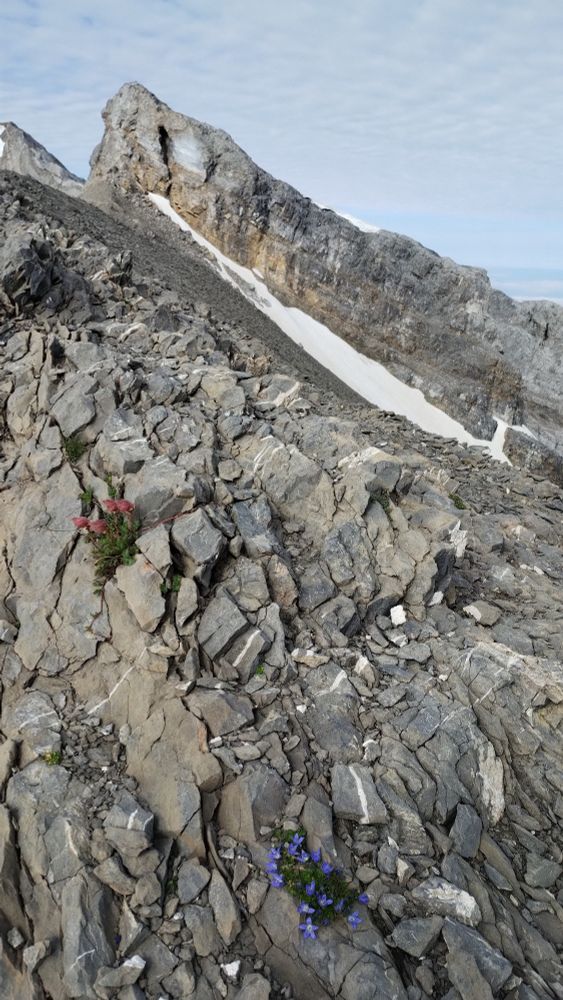 Two plants in the alpine zone of the alps
