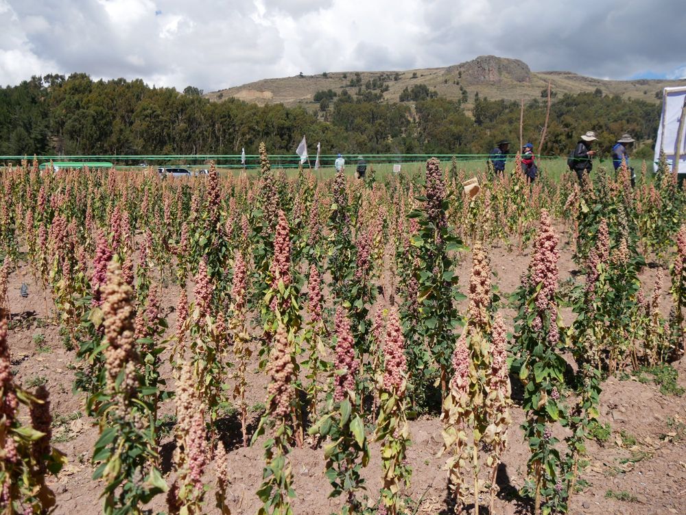 A field of quinoa plants in the highlands of Peru