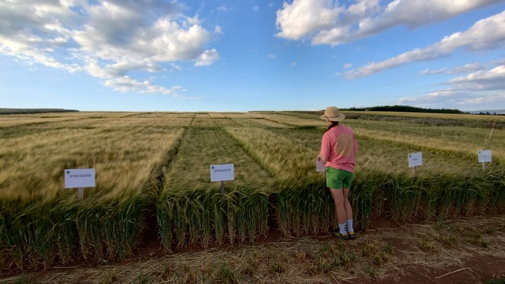 A young girl standing in front of a barley variety trial.