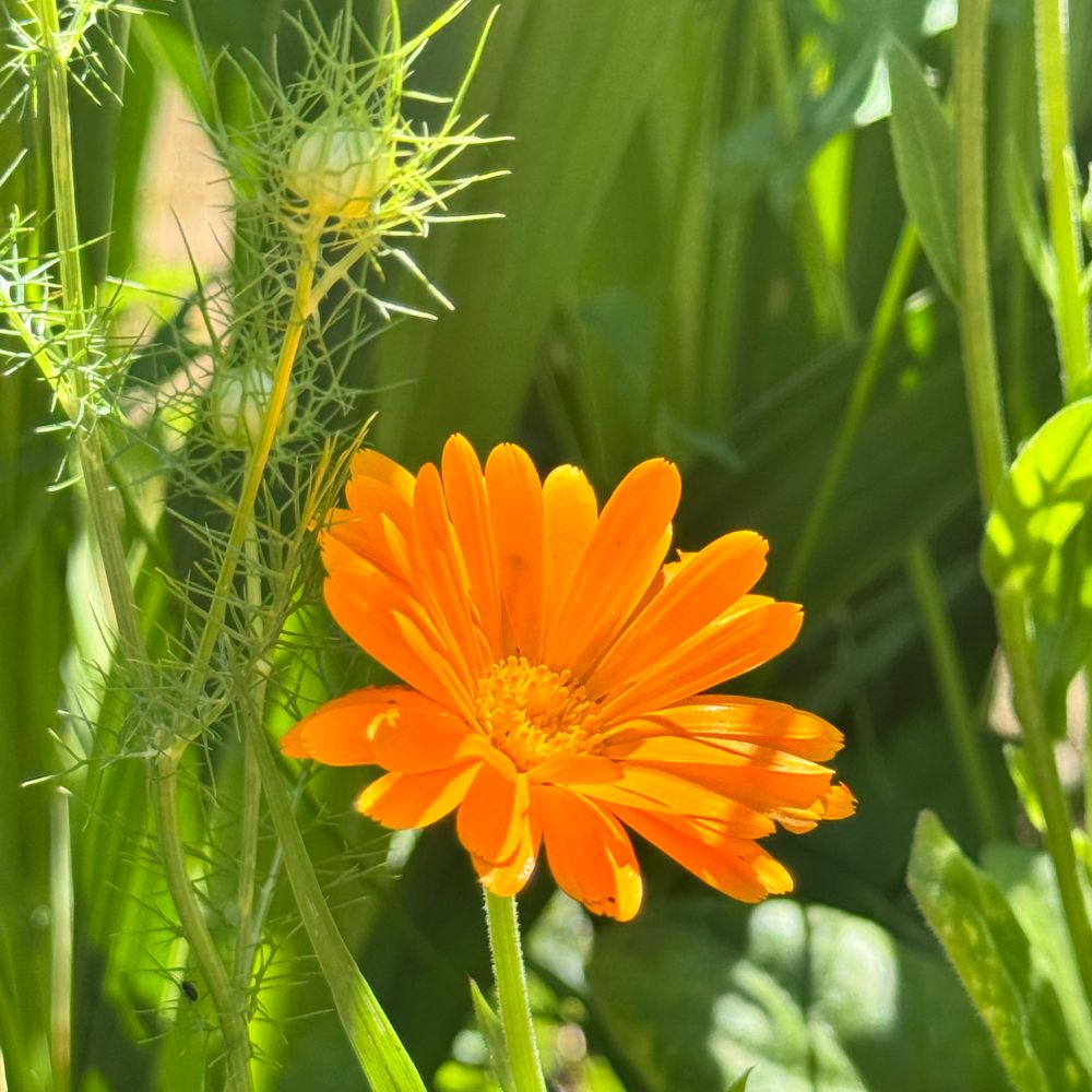 Orange flower in amongst other plants