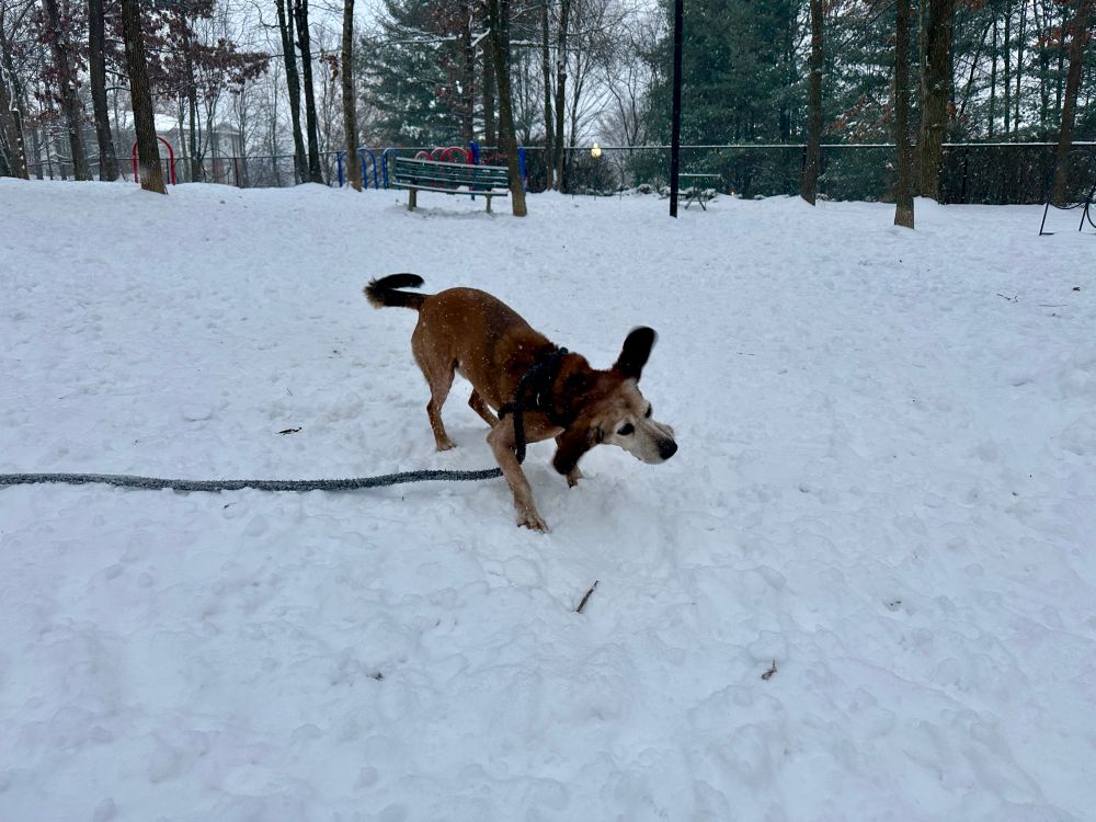 Crazy eared beagle enjoying the snow 