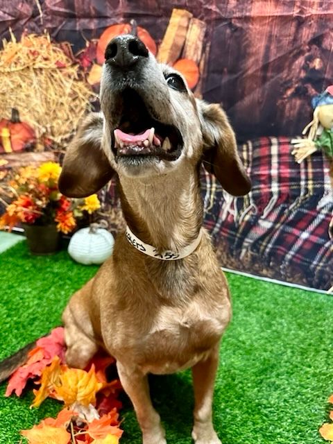 A beagle singing the song of his people 