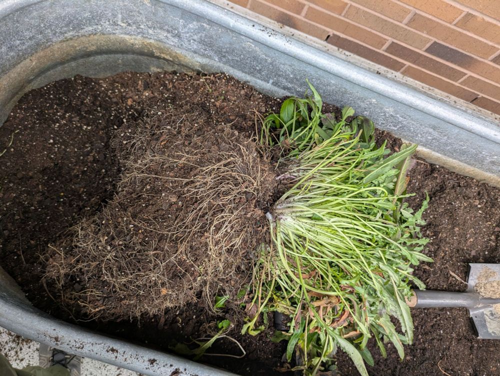 Root system of Packera anonyma, a native plant in the southeast