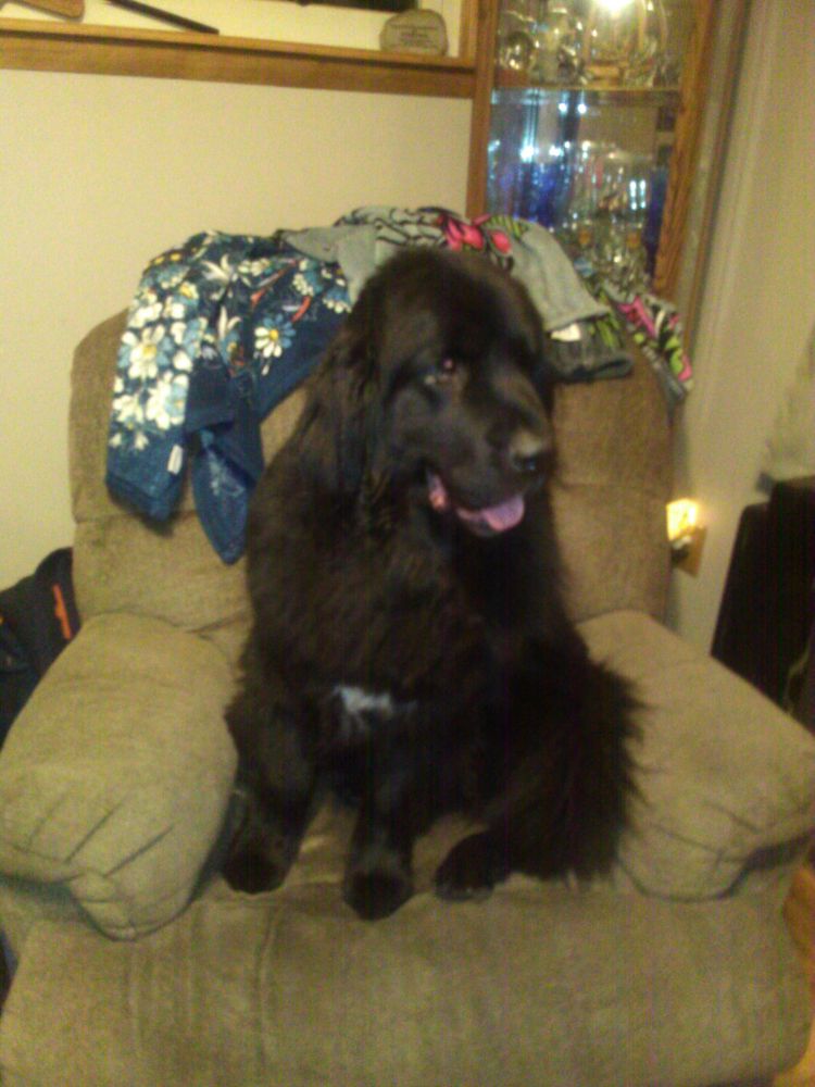 A black Newfoundland dog sitting in a recliner. 