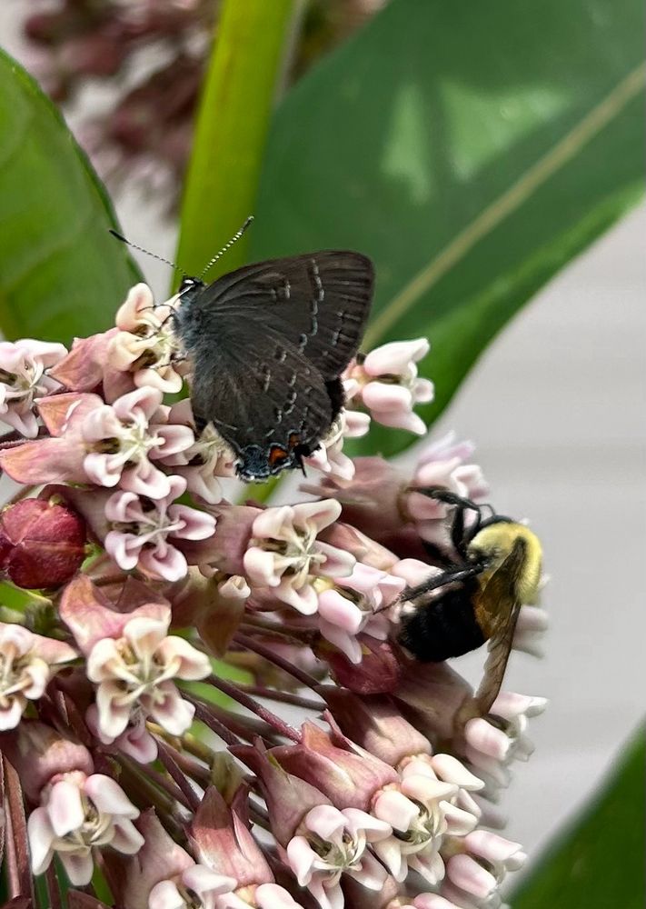 A tiny, dark butterfly feeding on common milkweed flower, with bumblebee friend