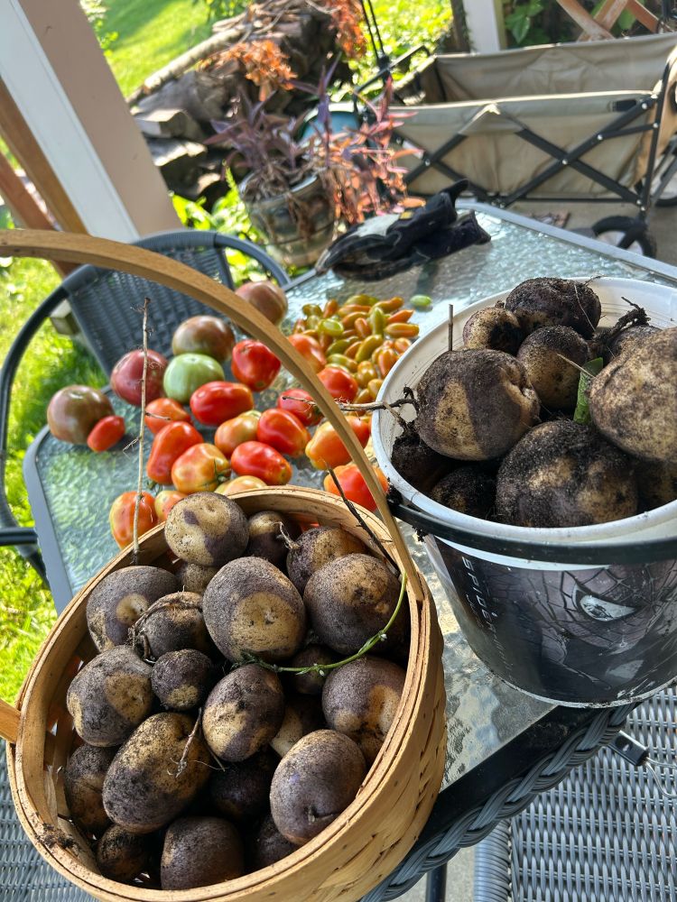 A couple of containers of freshly dog potatoes, with some ripening tomatoes in the background
