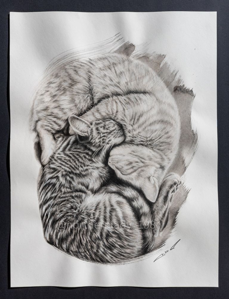 A charcoal & graphite sketch depicting two cats dozing off together in ying yang position; nestled closely, showcasing their bond and comfort with each other
