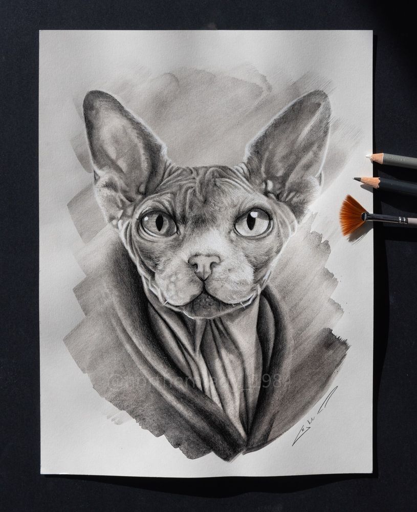 Black & white portrait drawing of 3- toned sphinx cat with the contour of his hoodie around is wrinkly neck. The drawing seems to appear from brush strokes because the background was done with liquid charcoal. 