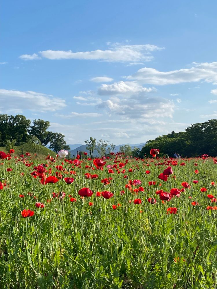 Cheomseongdae Observatory ,Gyeongju, South Korea