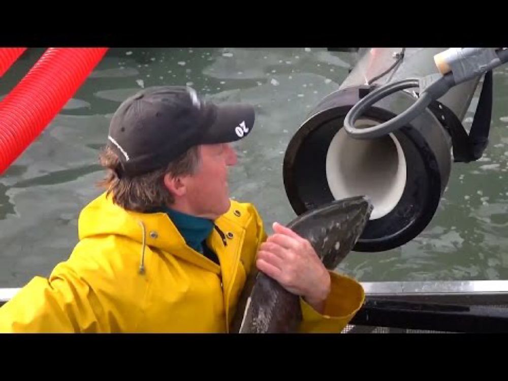 Whooshh Innovations' "Salmon Cannon" Gives Fish A Boost Over Dams