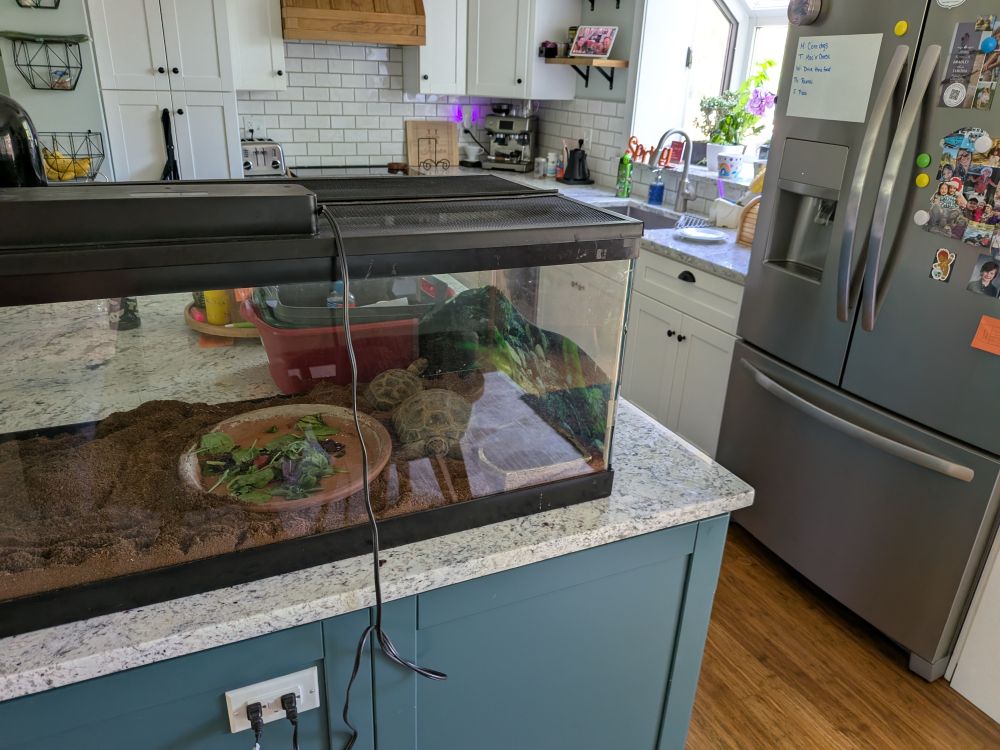 A photo of my kitchen, with a large terrarium with two Russian Tortoises sitting in the kitchen island. 