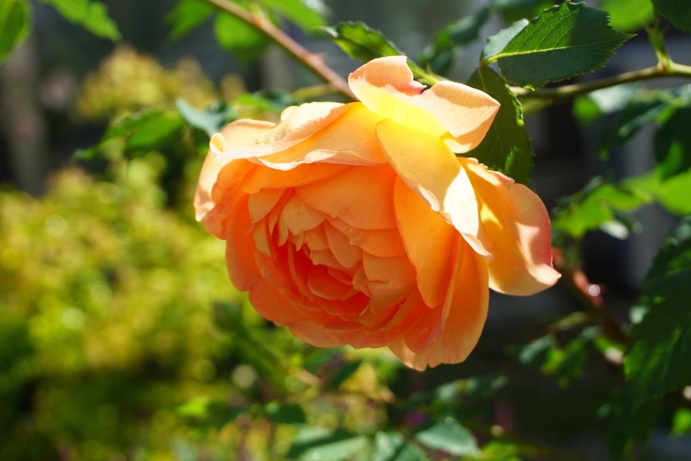 つるバラ レディオブシャーロット