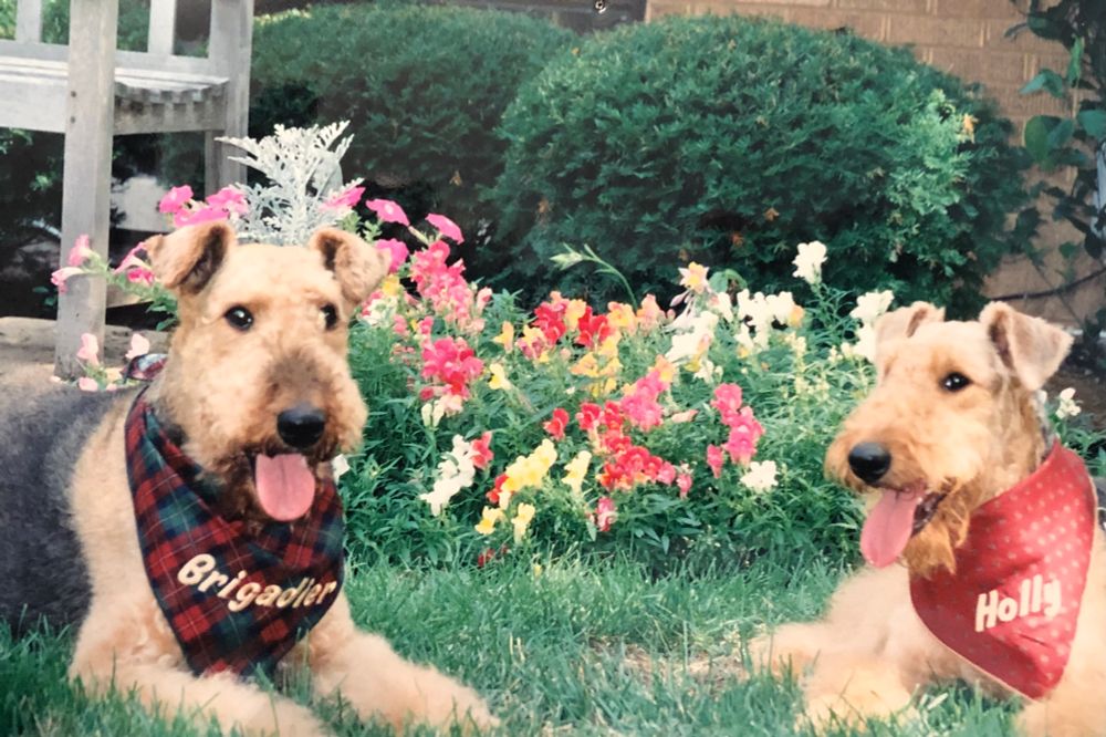 Two Airedale Terriers sitting in the grass with flowers behind them. They are wearing bandanas that say “Brigadier” and “Holly”