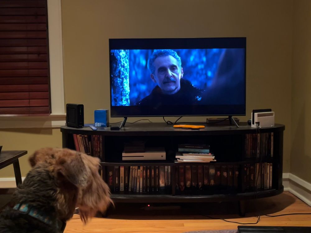 Airedale Terrier watching a tv showing Severance (Irving is on the screen)