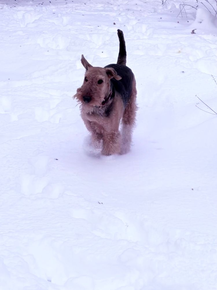 Airedale terrier with her ears flying as she runs in the snow
