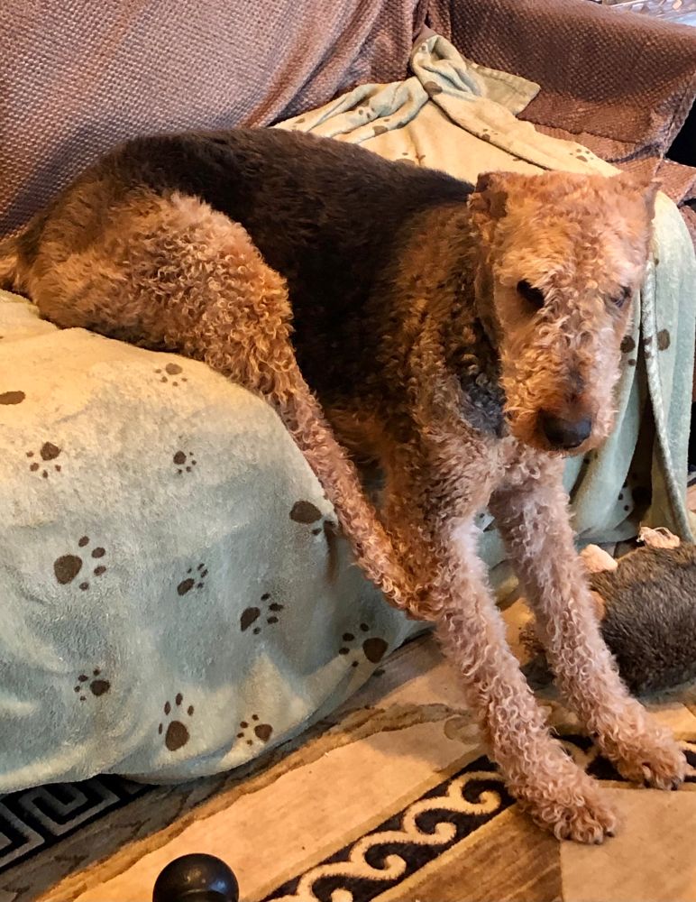 Airedale Terrier with his back legs sitting on the couch and extended out and his front legs stretched out to the floor. It does not look like a comfortable position, but he was a bit of an odd duck