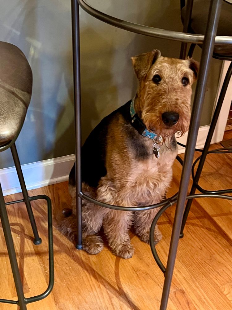 Airedale terrier sitting in one of her favorite spots under the kitchen table