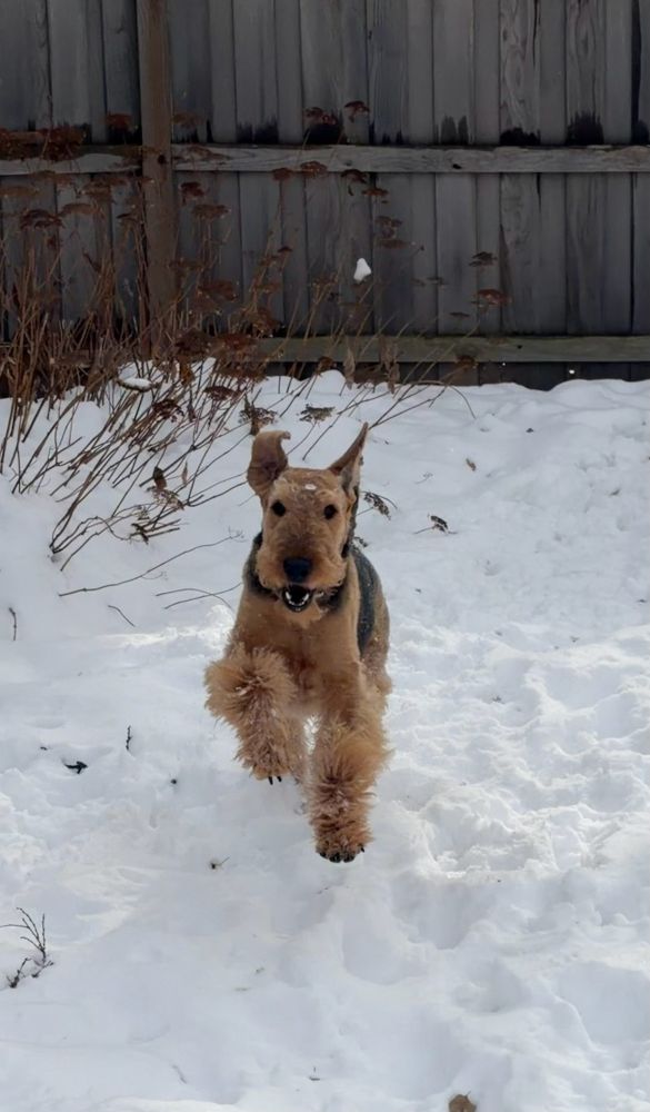 Airedale terrier running in the snow, happy