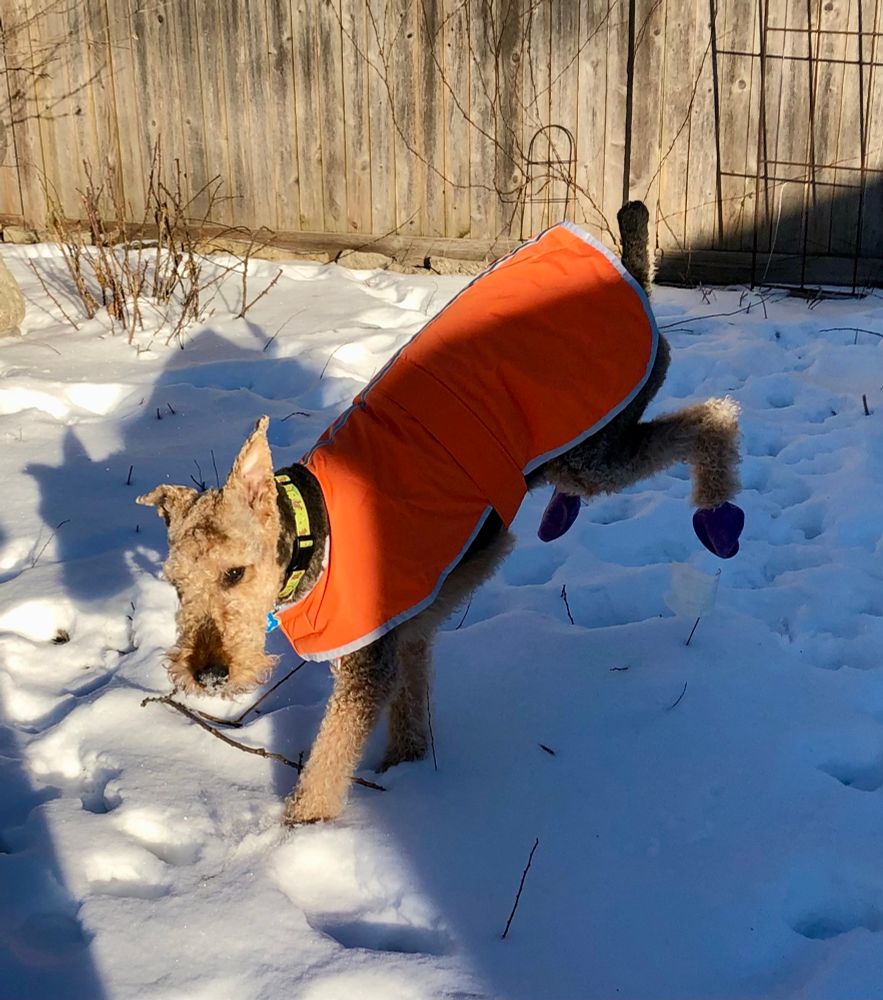 Airedale terrier in a bright orange winter coat. There is snow on the ground and he is kicking his (booted) back feet up in the air. He casts a shadow to his side 