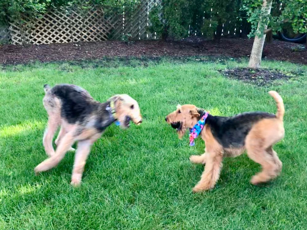 Two Airedales facing off in the grass. The one on the right has a black Kong in his mouth and the one on the left would like to have the Kong instead 