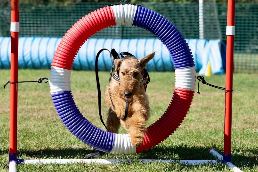 Airedale jumping through an agility course ring