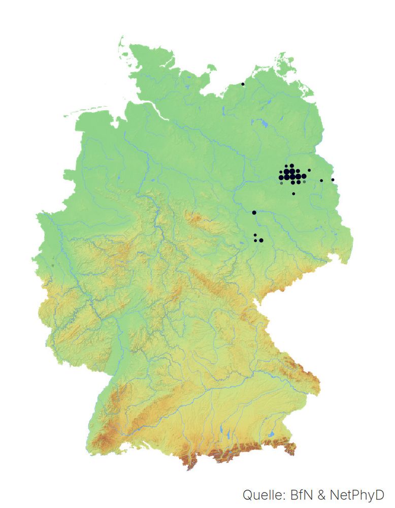 Distribution of Parietaria pensylvanica in Germany; https://floraweb.de/php/artenhome.php?name-use-id=4123
